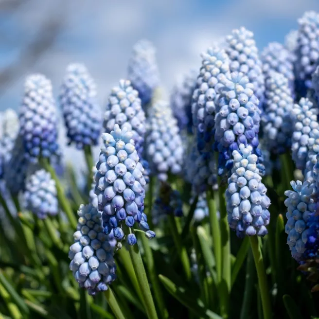Muscari Bleu ciel Baby’s Breath – 10 bulbes