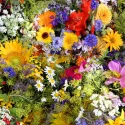 Mon jardin fleuri – Kit jardinage de 25 variétés de fleurs à semer