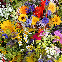 Mon jardin fleuri – Kit jardinage de 25 variétés de fleurs à semer