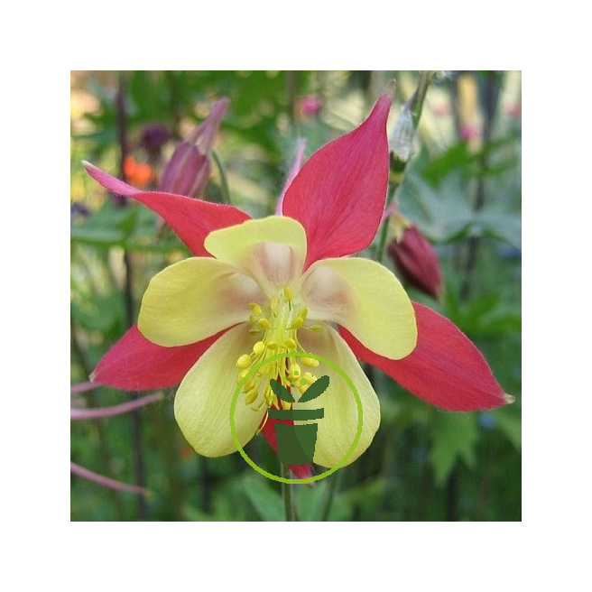 Mon jardin fleuri – Kit jardinage de 25 variétés de fleurs à semer