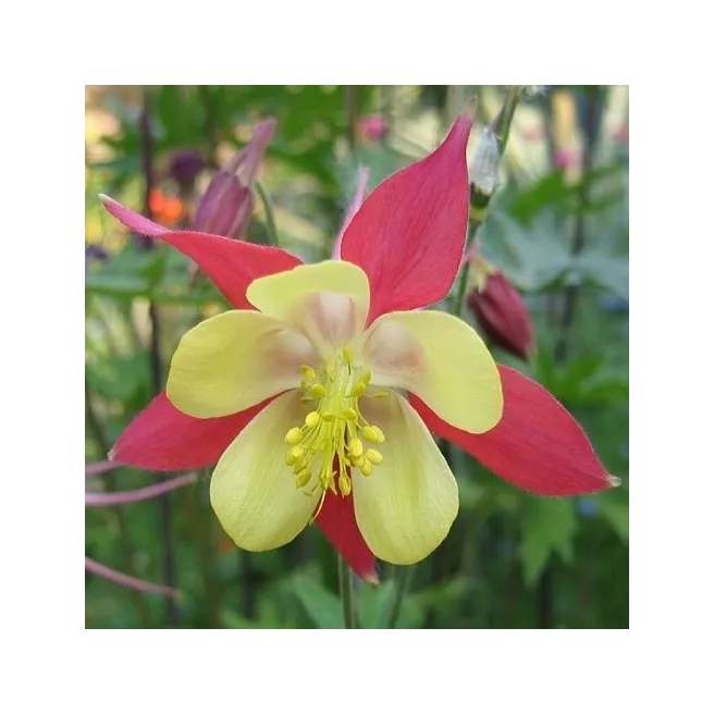 Mon jardin fleuri – Kit jardinage de 25 variétés de fleurs à semer