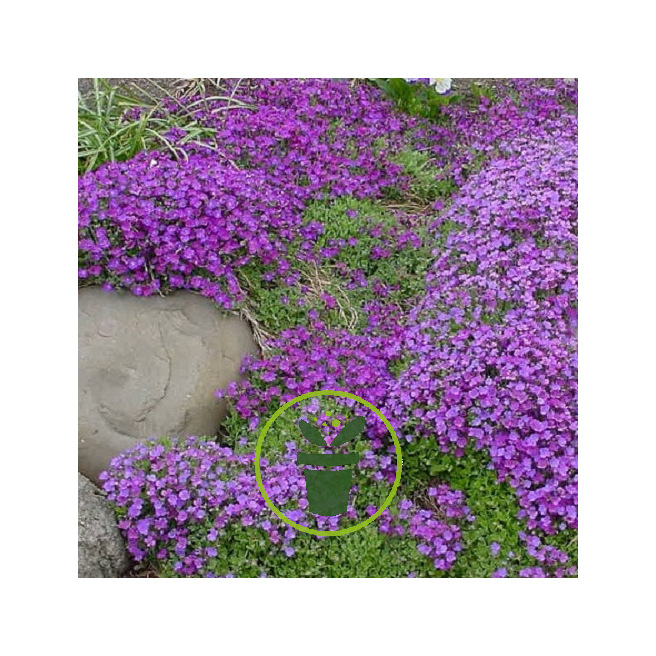 Mon jardin fleuri – Kit jardinage de 25 variétés de fleurs à semer