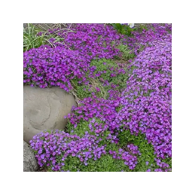 Mon jardin fleuri – Kit jardinage de 25 variétés de fleurs à semer