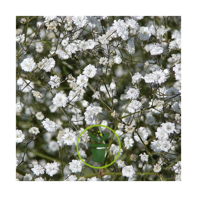 Mon jardin fleuri – Kit jardinage de 25 variétés de fleurs à semer