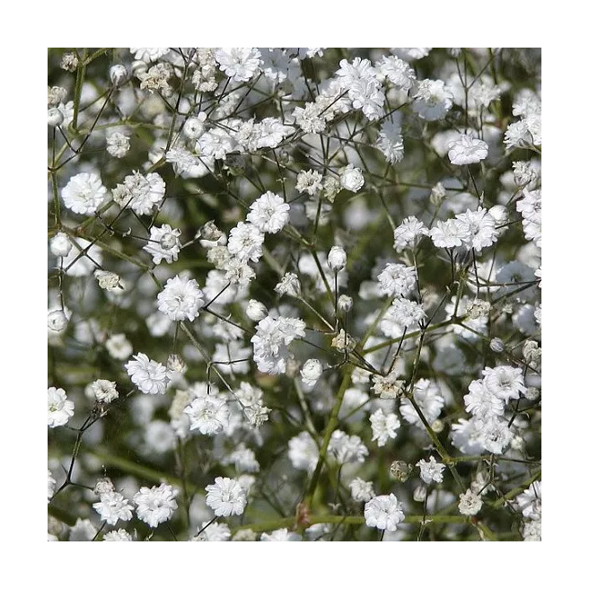 Mon jardin fleuri – Kit jardinage de 25 variétés de fleurs à semer