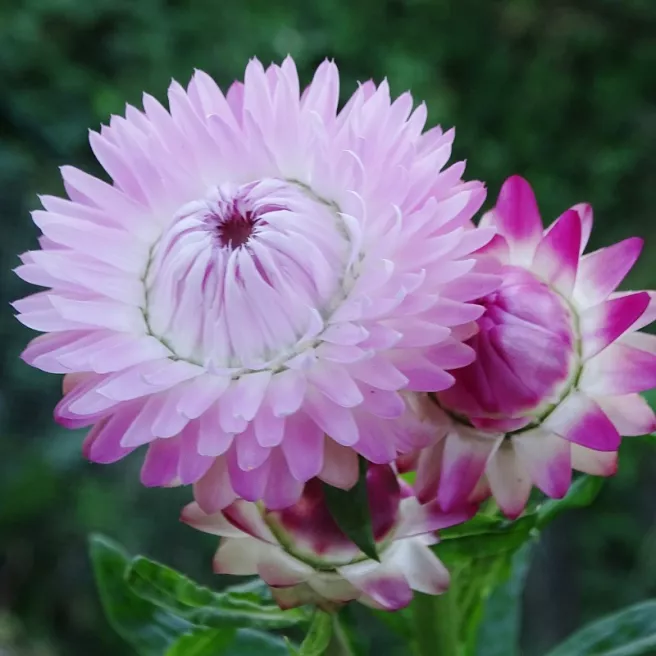 Mon jardin fleuri – Kit jardinage de 25 variétés de fleurs à semer