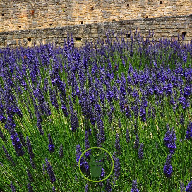 Mon jardin fleuri – Kit jardinage de 25 variétés de fleurs à semer