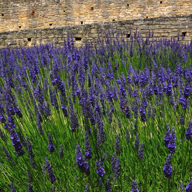 Mon jardin fleuri – Kit jardinage de 25 variétés de fleurs à semer