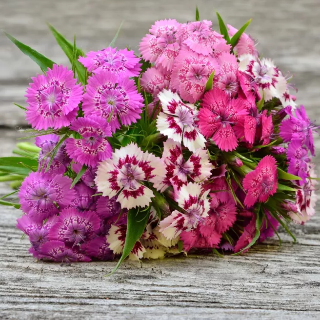 Mon jardin fleuri – Kit jardinage de 25 variétés de fleurs à semer