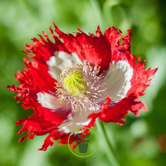 Mon jardin fleuri – Kit jardinage de 25 variétés de fleurs à semer