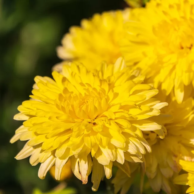 Mon jardin fleuri – Kit jardinage de 25 variétés de fleurs à semer