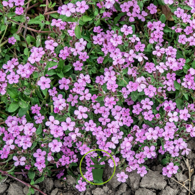 Mon jardin fleuri – Kit jardinage de 25 variétés de fleurs à semer