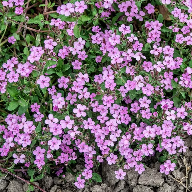 Mon jardin fleuri – Kit jardinage de 25 variétés de fleurs à semer
