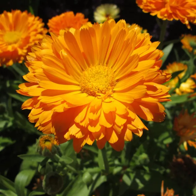 Mon jardin fleuri – Kit jardinage de 25 variétés de fleurs à semer