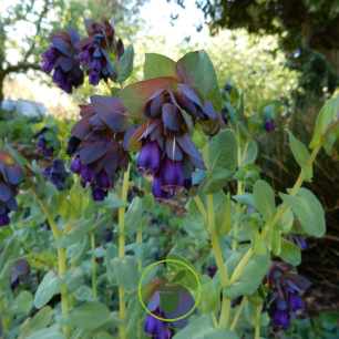 Cerinthe major purpurascens Pride of Gibraltar - Mélinet pourpre 40 graines