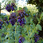 Cerinthe major purpurascens Pride of Gibraltar - Mélinet pourpre 40 graines