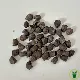 Cerinthe major purpurascens Pride of Gibraltar - Mélinet pourpre 40 graines