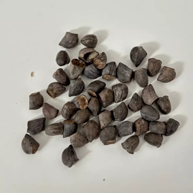 Cerinthe major purpurascens Pride of Gibraltar - Mélinet pourpre 40 graines