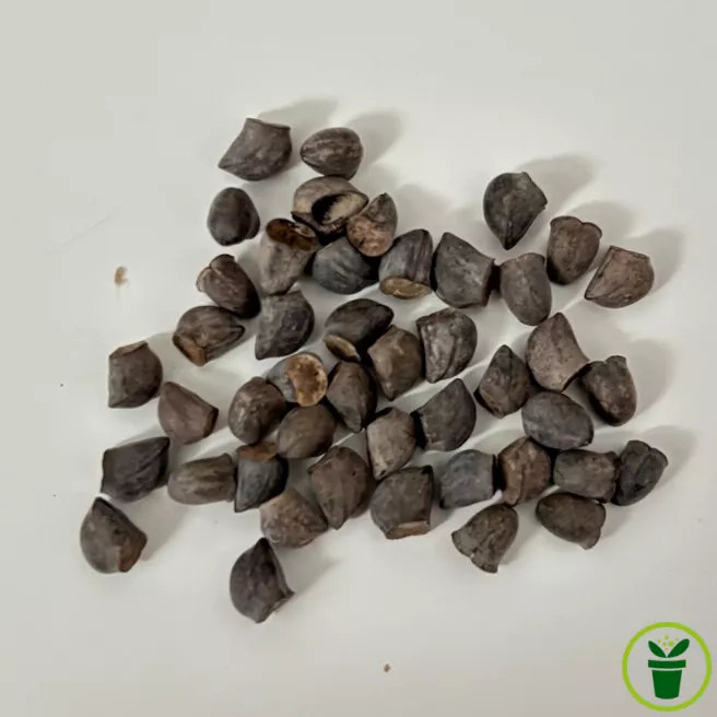 Cerinthe major purpurascens Pride of Gibraltar - Mélinet pourpre 40 graines