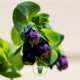 Cerinthe major purpurascens Pride of Gibraltar - Mélinet pourpre 40 graines