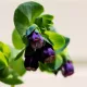 Cerinthe major purpurascens Pride of Gibraltar - Mélinet pourpre 40 graines