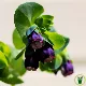 Cerinthe major purpurascens Pride of Gibraltar - Mélinet pourpre 40 graines
