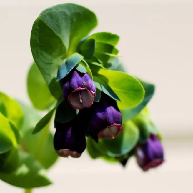 Cerinthe major purpurascens Pride of Gibraltar - Mélinet pourpre 40 graines