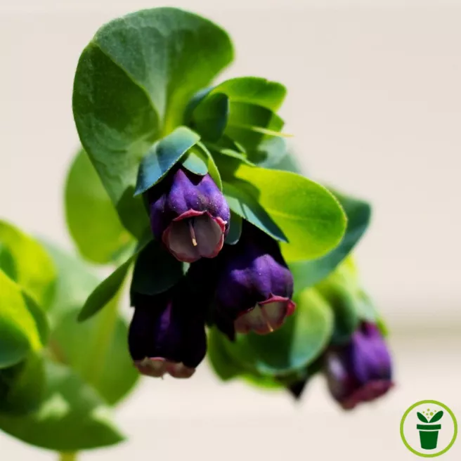 Cerinthe major purpurascens Pride of Gibraltar - Mélinet pourpre 40 graines