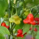 Piment Jamaican Bell 25 graines