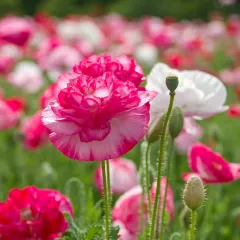 Pavot rhoeas Shirley Double varié 4000 graines