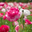 Pavot rhoeas Shirley Double varié 4000 graines