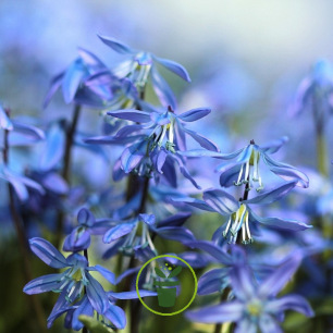 Scille de Sibérie bleu – 10 bulbes