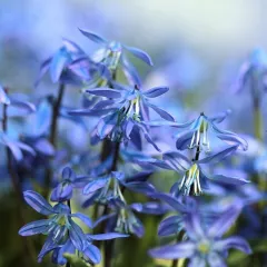 Scille de Sibérie bleu – 10 bulbes