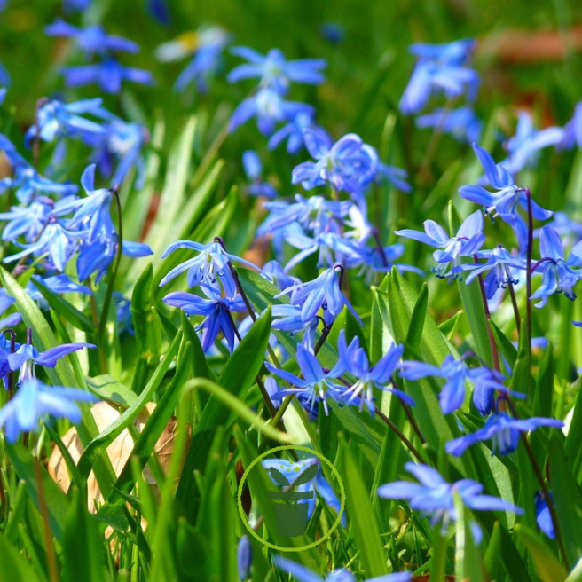Scille de Sibérie bleu – 10 bulbes