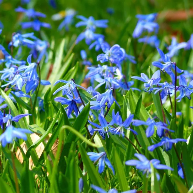 Scille de Sibérie bleu – 10 bulbes