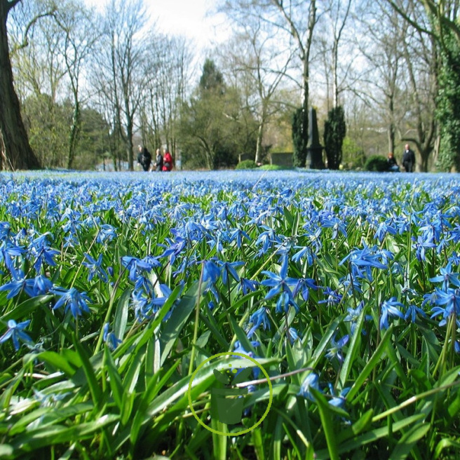 Scille de Sibérie bleu – 10 bulbes
