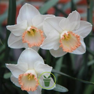 Narcisse Spring Pride – Sachet de 5 bulbes