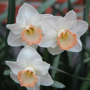 Narcisse Spring Pride – Sachet de 5 bulbes