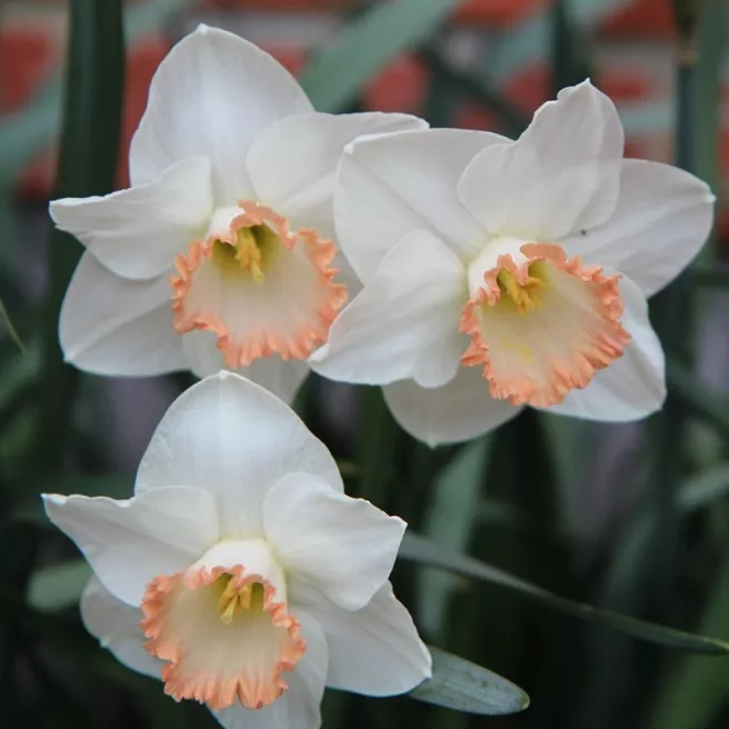 Narcisse Spring Pride – Sachet de 5 bulbes