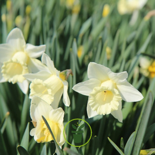 Narcisse Lemon Shake – Sachet de 5 bulbes