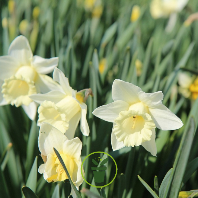 Narcisse Lemon Shake – Sachet de 5 bulbes