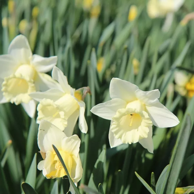 Narcisse Lemon Shake – Sachet de 5 bulbes