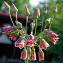 Ail siculum (Nectaroscordum siculum) – 3 bulbes