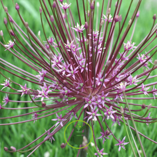 Ail Schubertii Etoilé – 1 bulbe