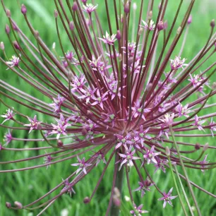 Ail Schubertii Etoilé – 1 bulbe