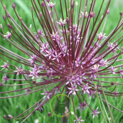 Ail Schubertii Etoilé – 1 bulbe