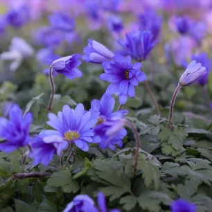 Anémone blanda Blue Shades - Bulbes