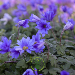 Anémone blanda Blue Shades - Bulbes