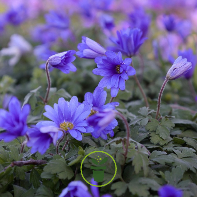 Anémone blanda Blue Shades - Bulbes