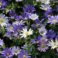 Anémone blanda Blue Shades - Bulbes